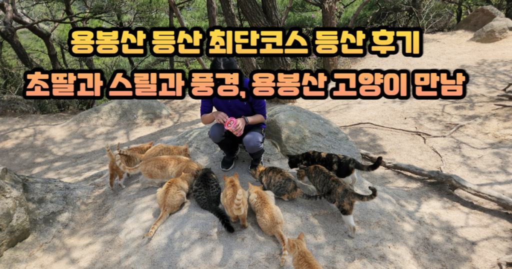 용봉산 등산 최단코스 등산 후기  초딸과 스릴과 풍경, 용봉산 고양이 만남 