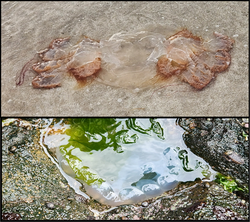 제주 하도해수욕장 - 해파리-사진