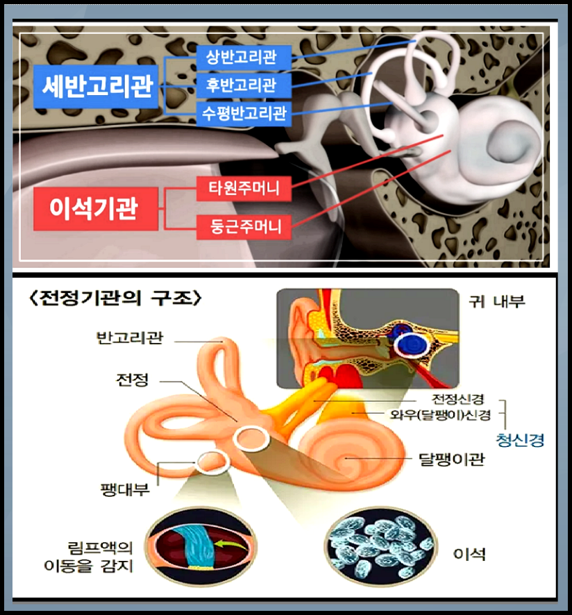 귀 전정기관-세반고리관-이석기관-모양사진