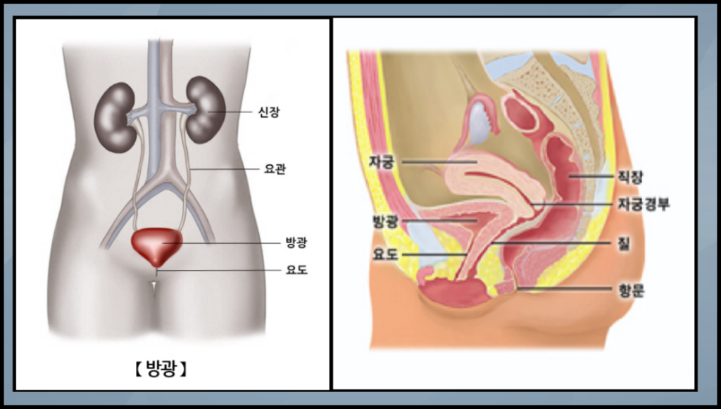 방광위치-여성방광구조-그림