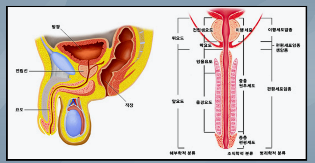 남성-방광염-전립성-구조