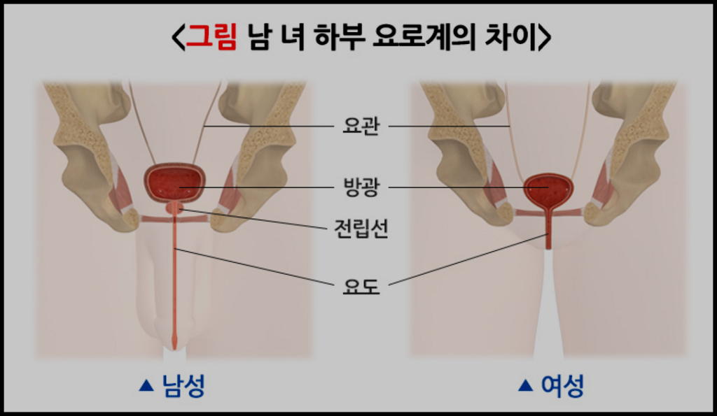 남성-여성- 요로계-차이-질병관리청