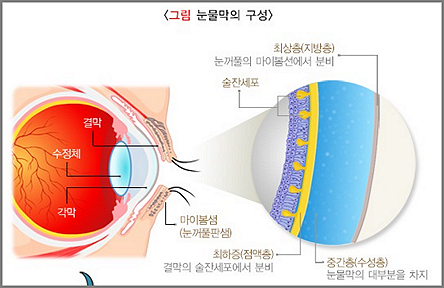 눈물막의 구성-질병관리청-캡쳐