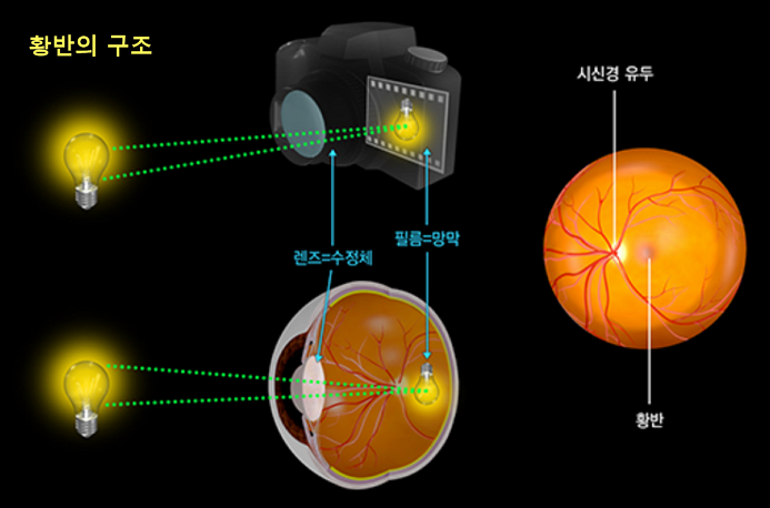 망막 및 황반의 구조-빌병관리청-캡쳐