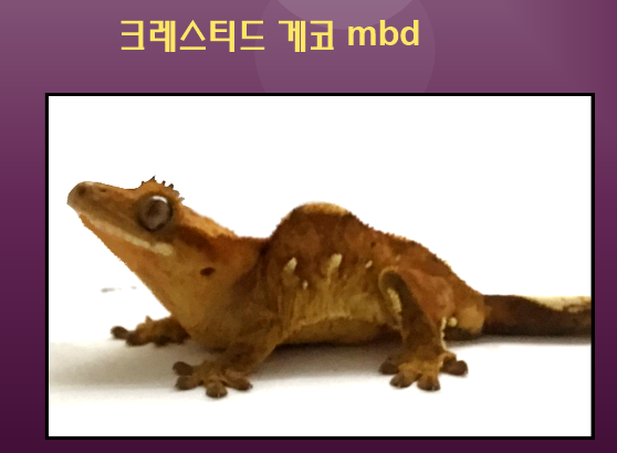 크레스티드-게코-MBD-모습-크레스티드게코 mbd