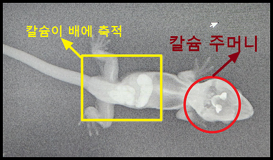 크레스티드 게코 엑스레이 사진(칼슘주머니, 칼슘 축적)