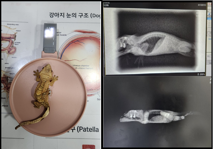 특수반려병원-파우동물병원-몸무게측량-엑스레이