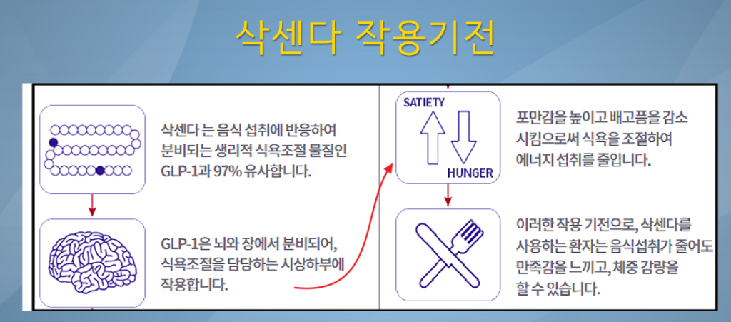 삭센다 작용기전