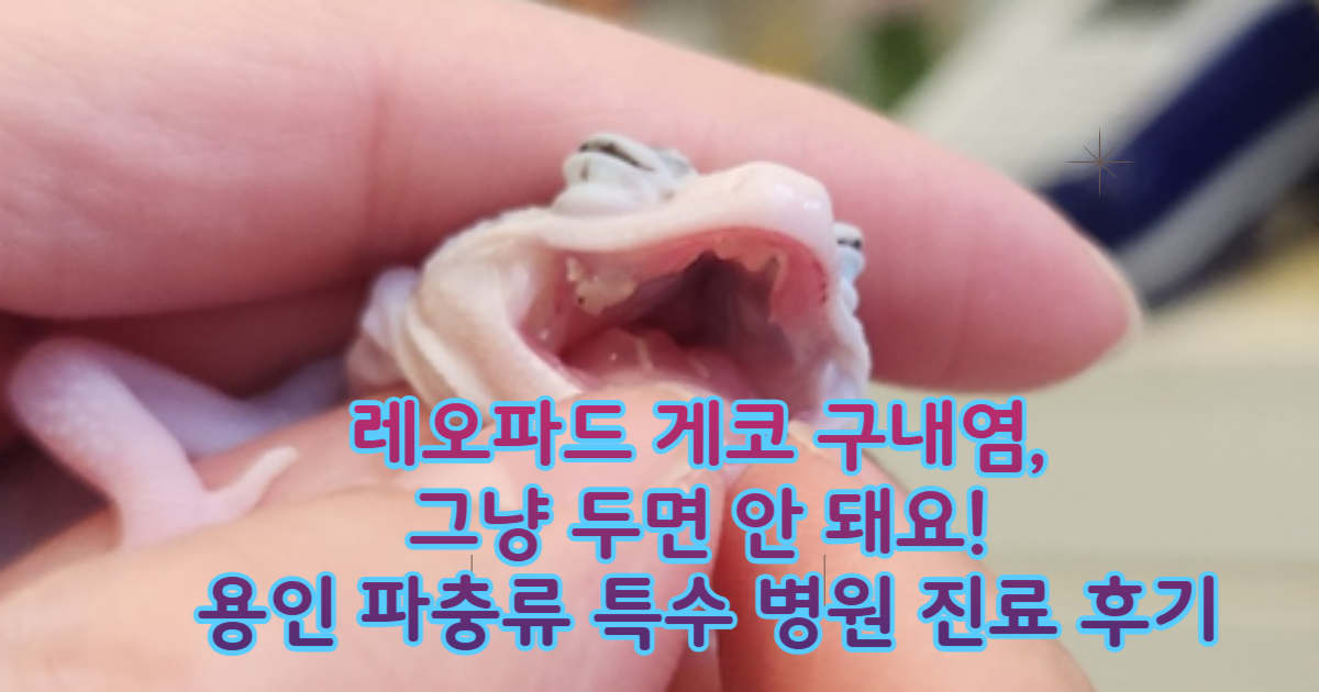 레오파드 게코 구내염, 레오파드 게코 눈 질환, 파우 동물병원 후기, 특수동물병원 진료, 파충류 질병 치료