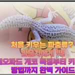 반려 파충류 도마뱀