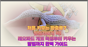반려 파충류 도마뱀